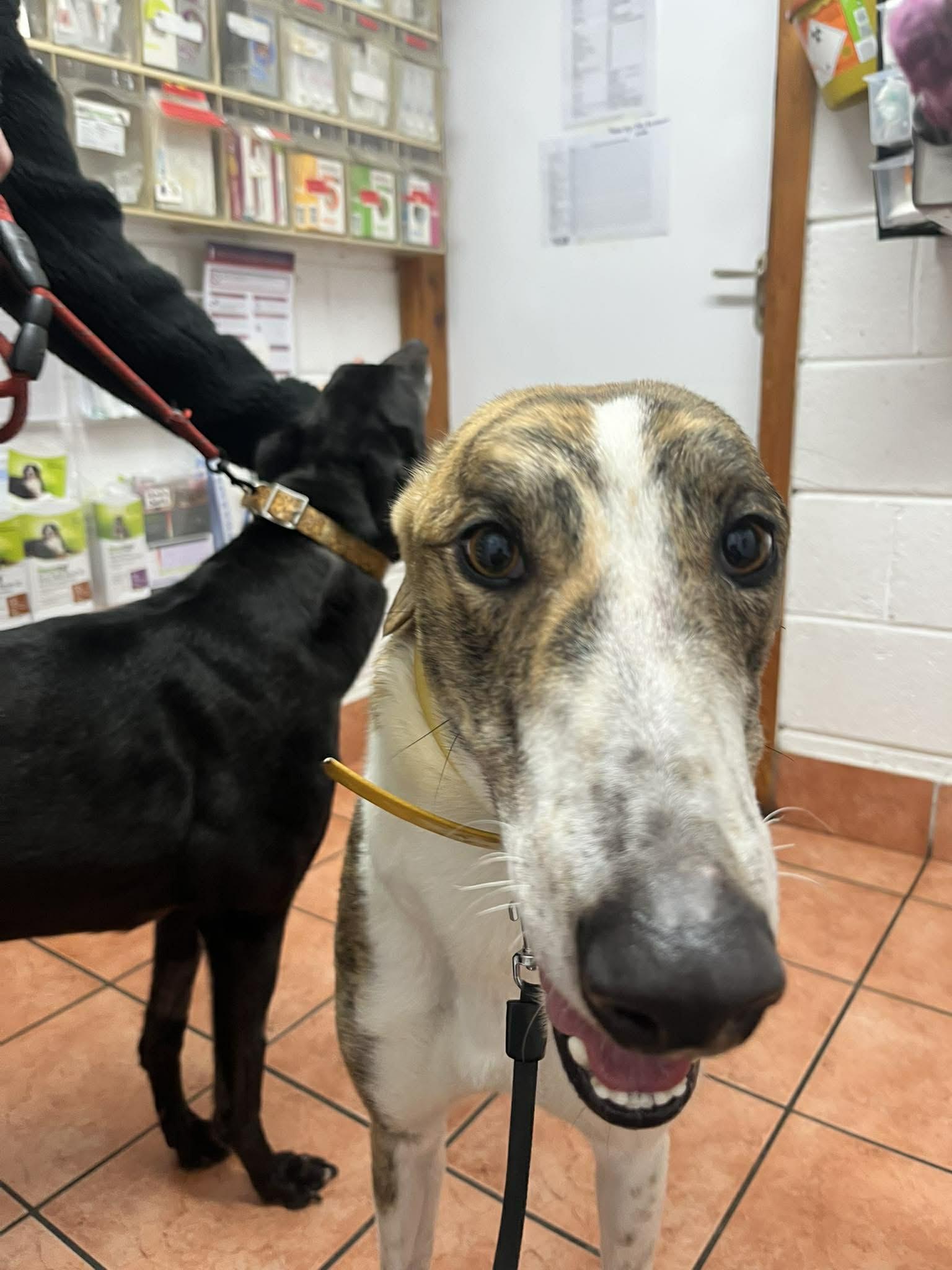 Enlarge Zach, a Adoptable Greyhound in Tarpon Springs, FL image 4/4