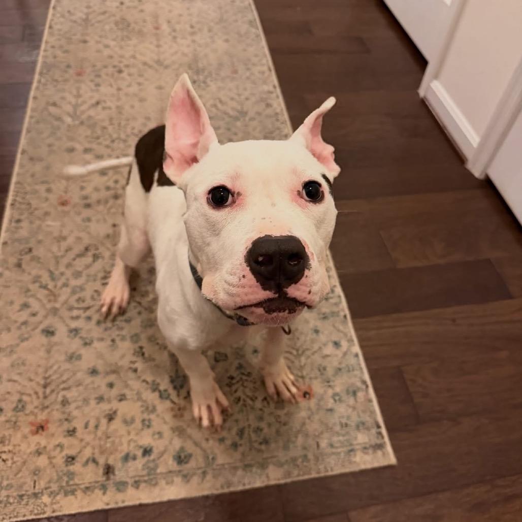 Bean (Aza), a ADOPTABLE mixed breed in Alexandria, VA image 1/4