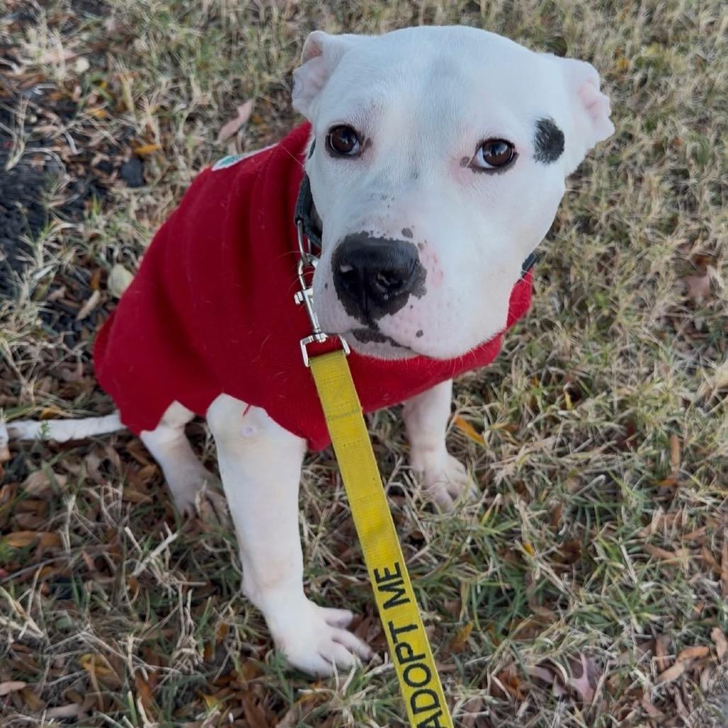 Bean (Aza), a ADOPTABLE mixed breed in Alexandria, VA image 2/4