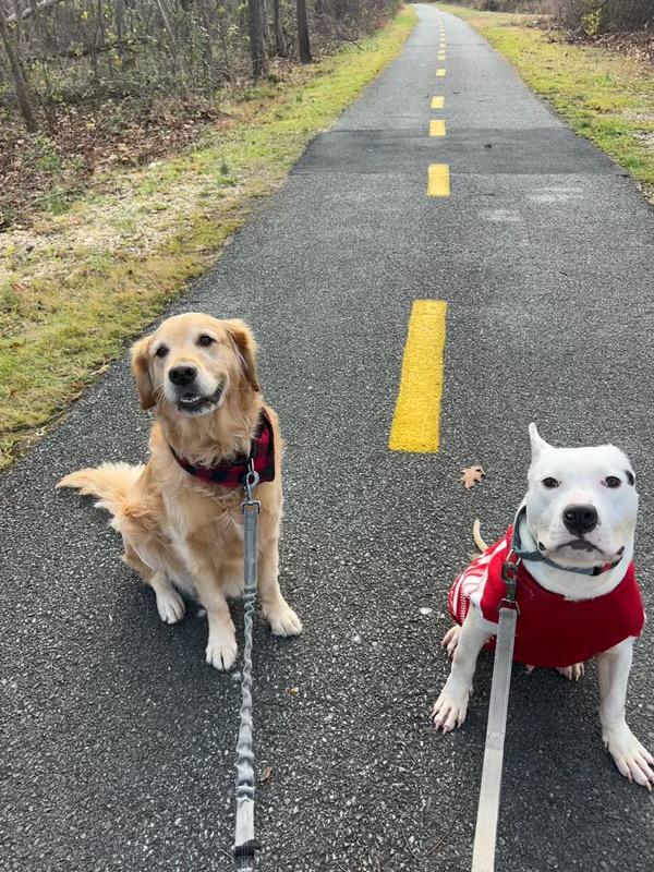 Bean (Aza), a ADOPTABLE mixed breed in Alexandria, VA image 3/4