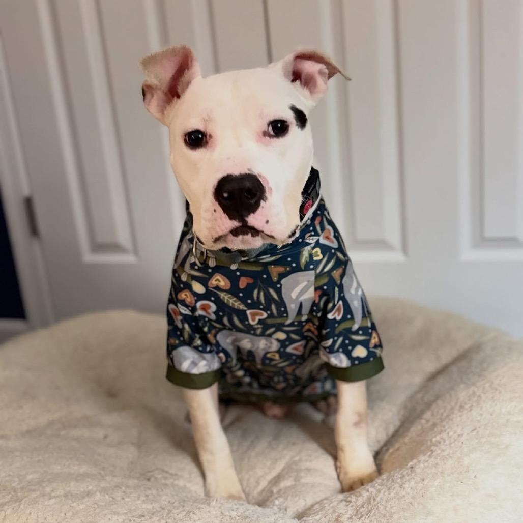 Bean (Aza), a ADOPTABLE mixed breed in Alexandria, VA image 4/4