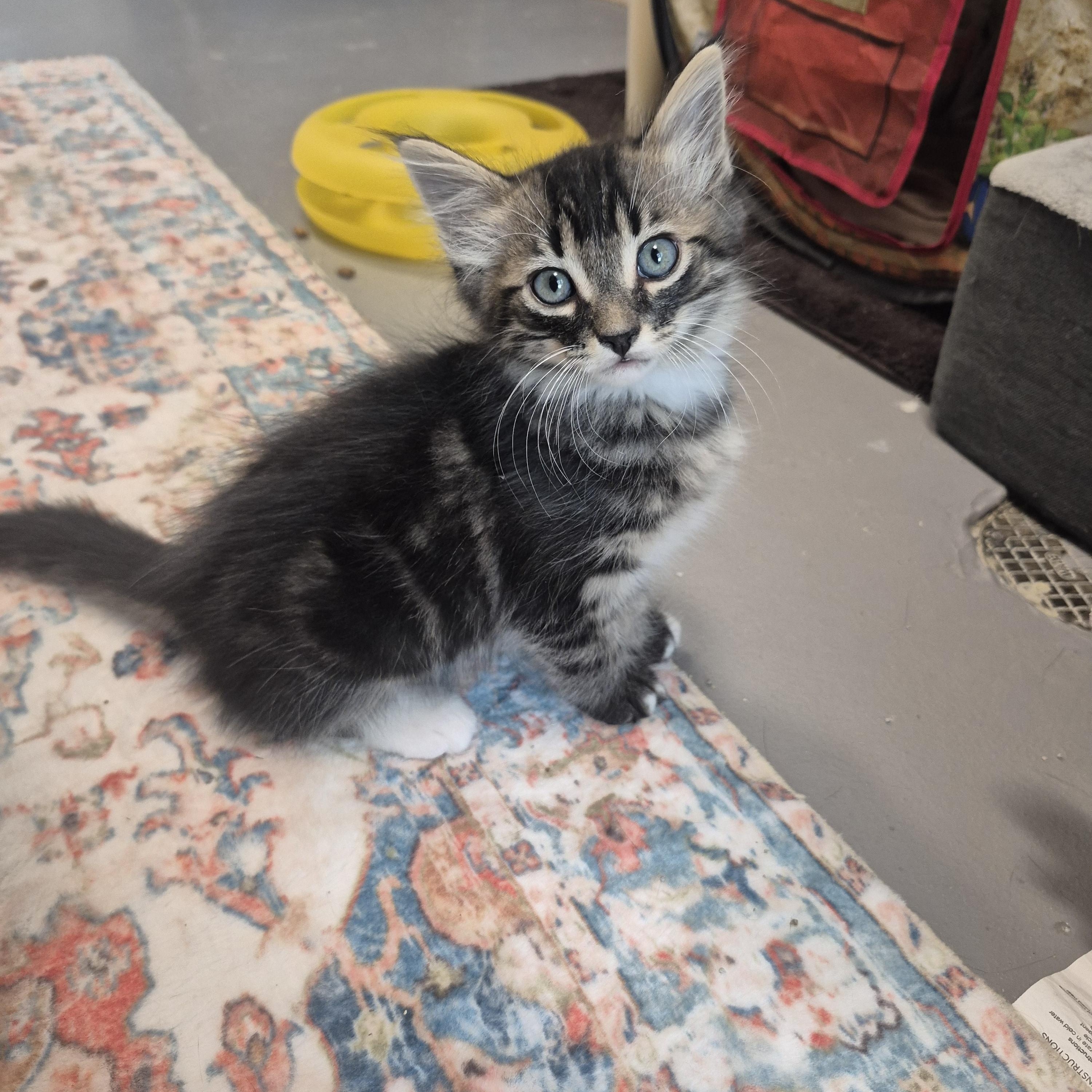 Hank, adopted, Kitten Male Domestic Long Hair.