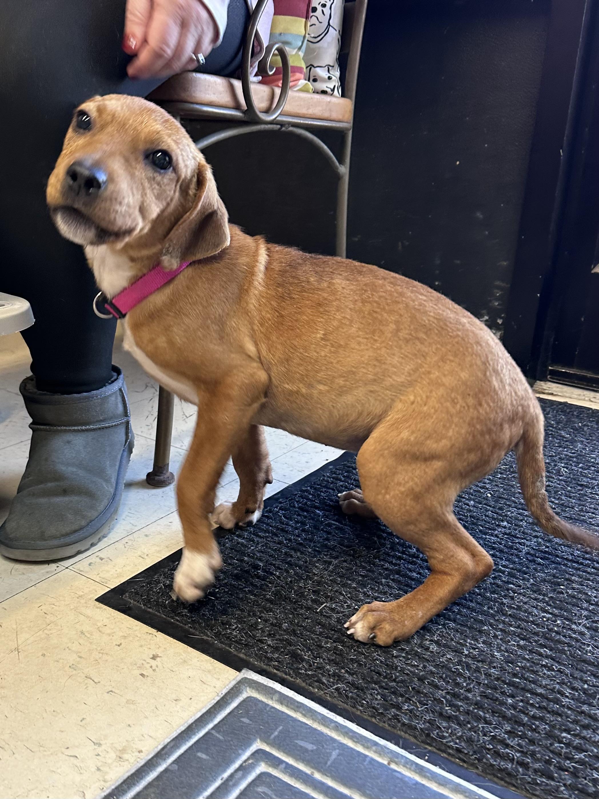 Ella J , ADOPTABLE, Young Female Labrador Retriever & Hound.