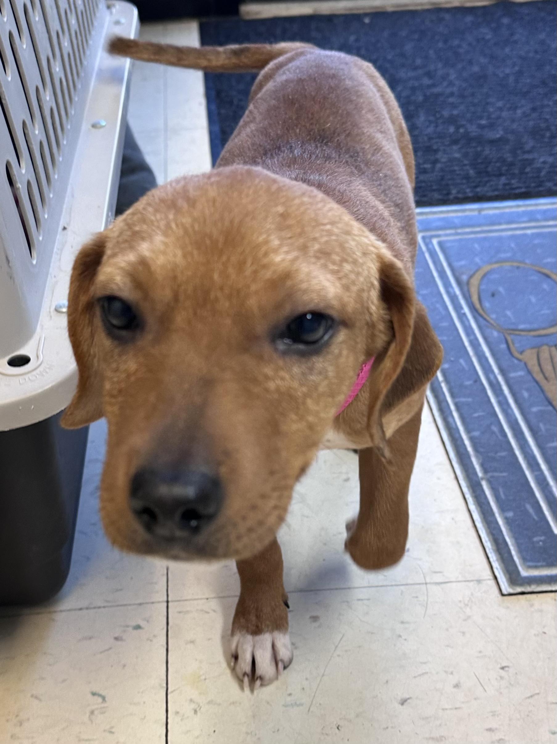 Enlarge Ella J , a ADOPTABLE mixed breed in Dyersburg, TN image 2/3