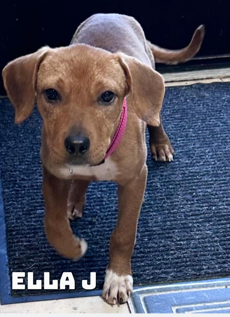 Enlarge Ella J , a ADOPTABLE mixed breed in Dyersburg, TN image 3/3