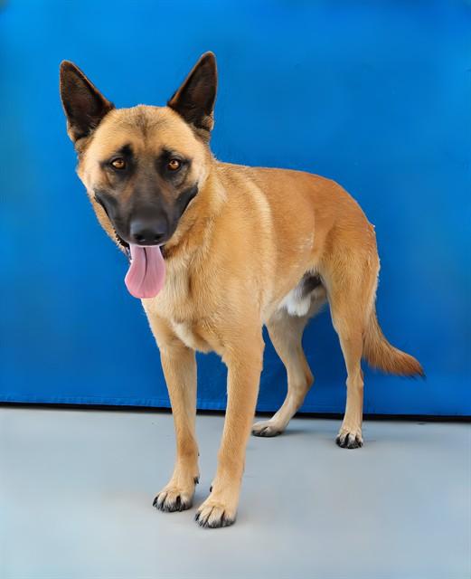 LUCKY, Adoptable, Adult Male German Shepherd Dog.