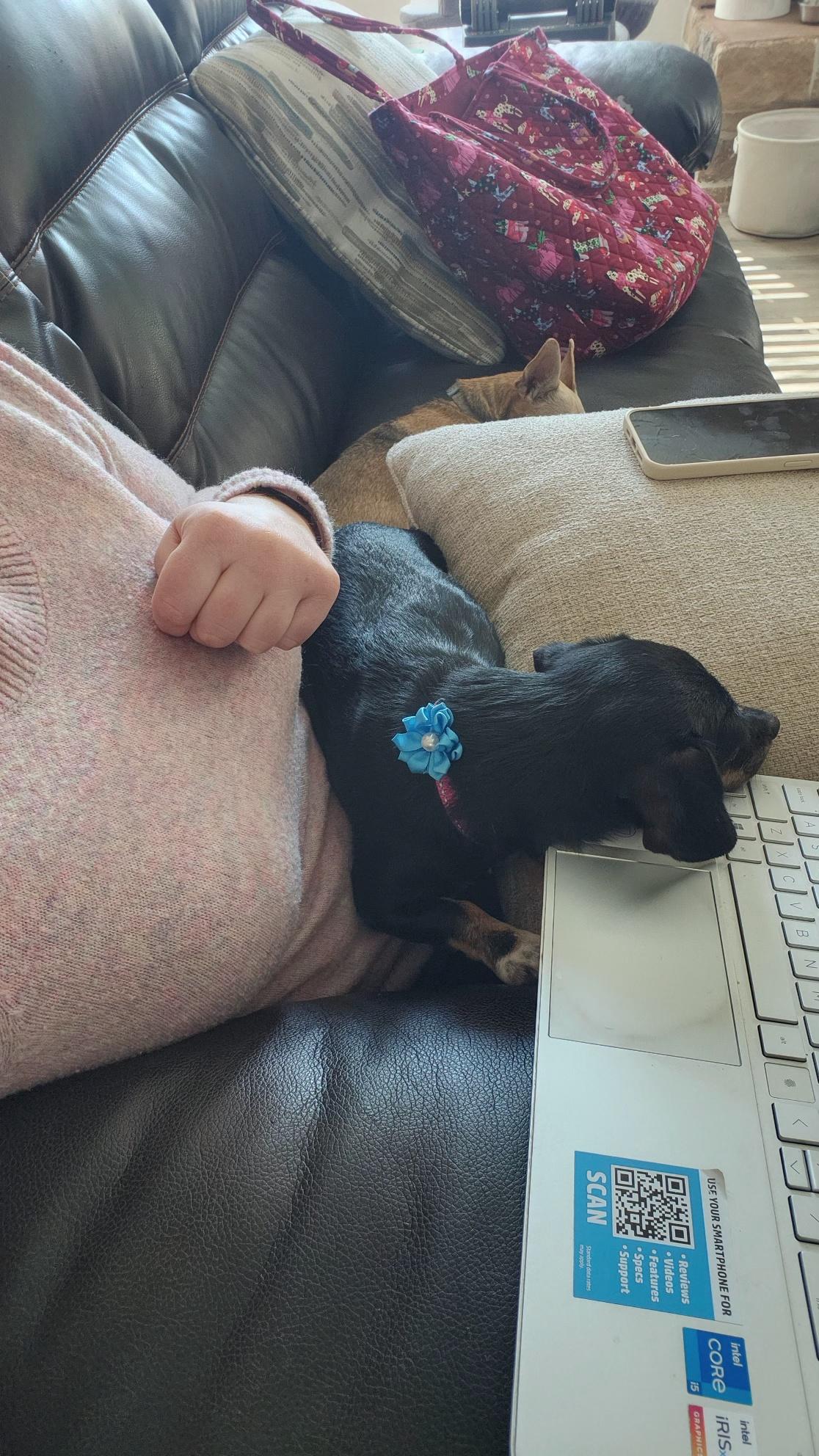 Enlarge Tallula, a Adopted mixed breed in Anna, TX image 3/6