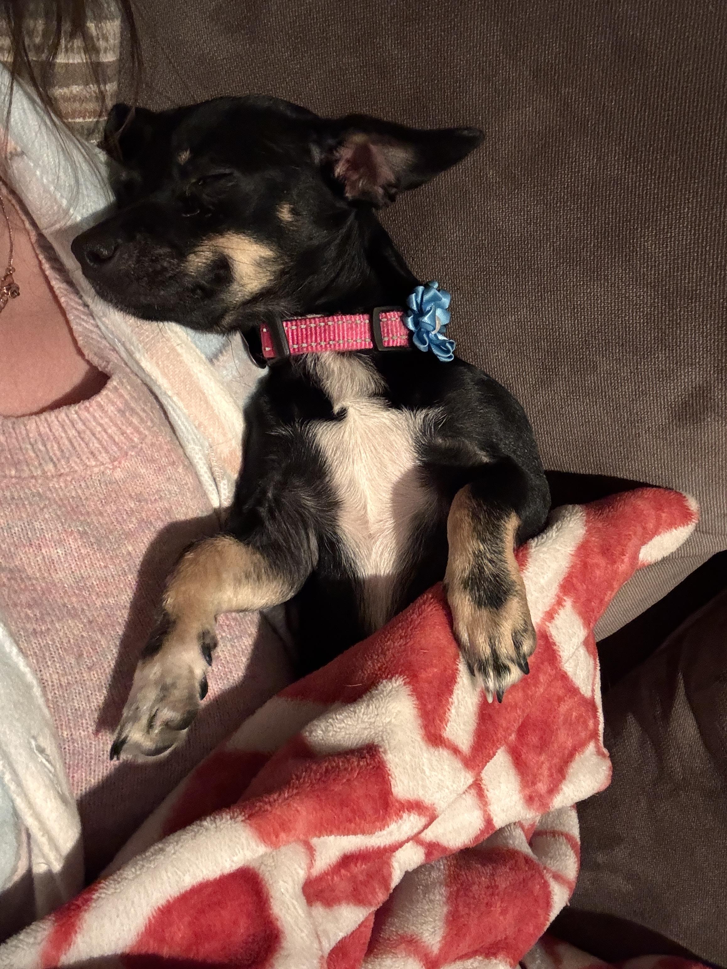 Enlarge Tallula, a Adopted mixed breed in Anna, TX image 6/6