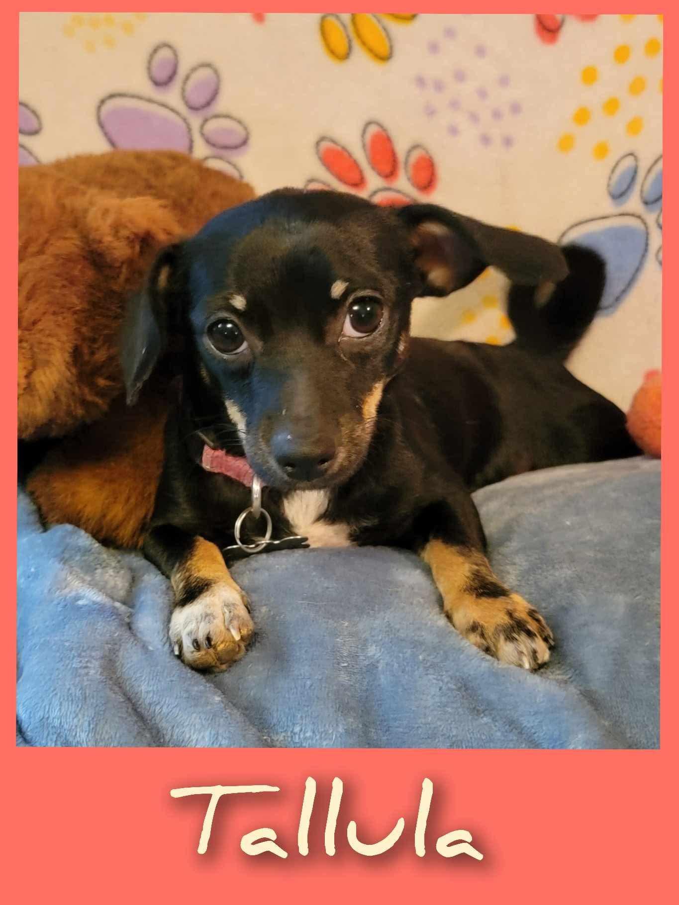 Enlarge Tallula, a Adopted mixed breed in Anna, TX image 1/6