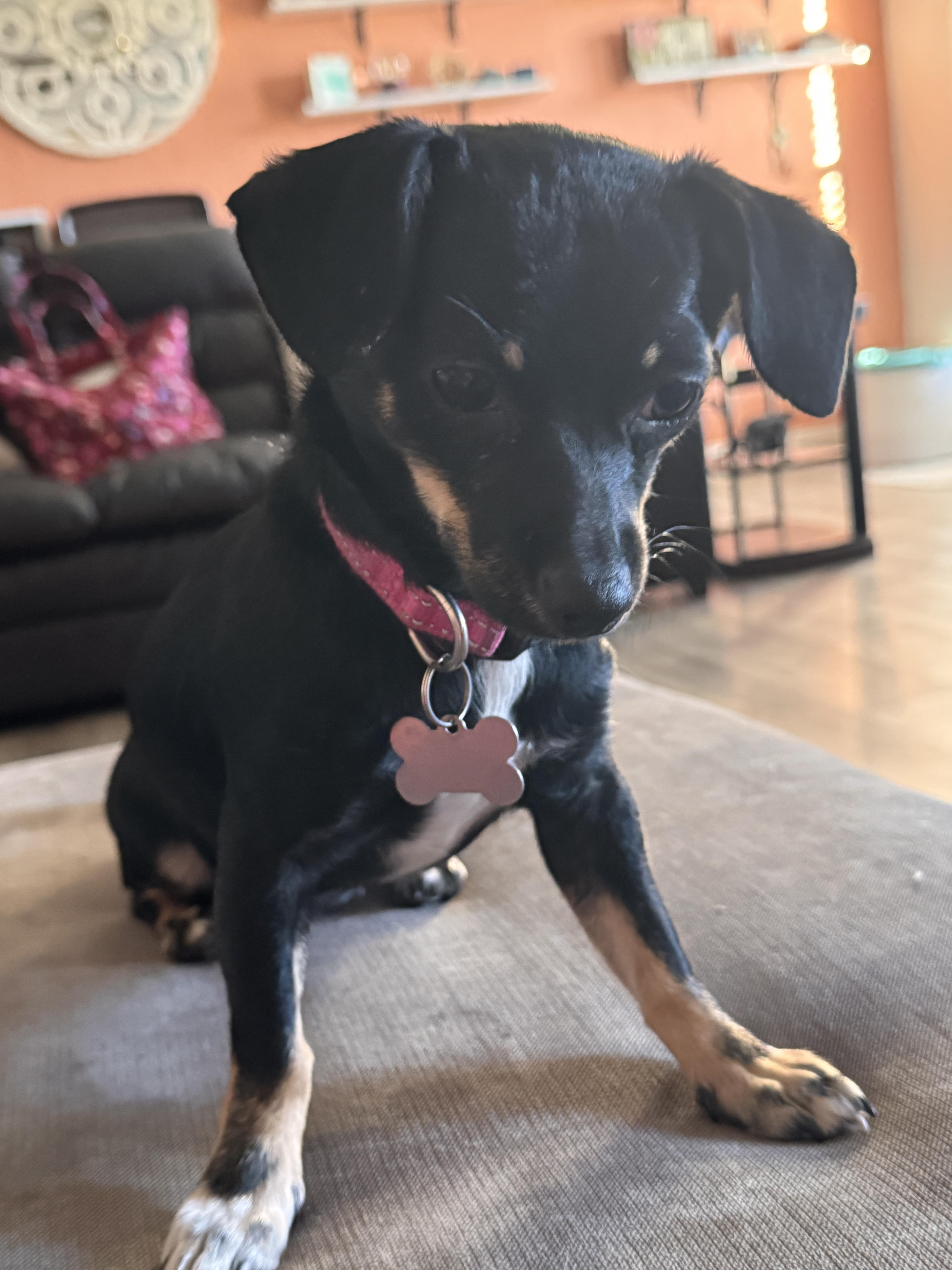 Enlarge Tallula, a Adopted mixed breed in Anna, TX image 4/6