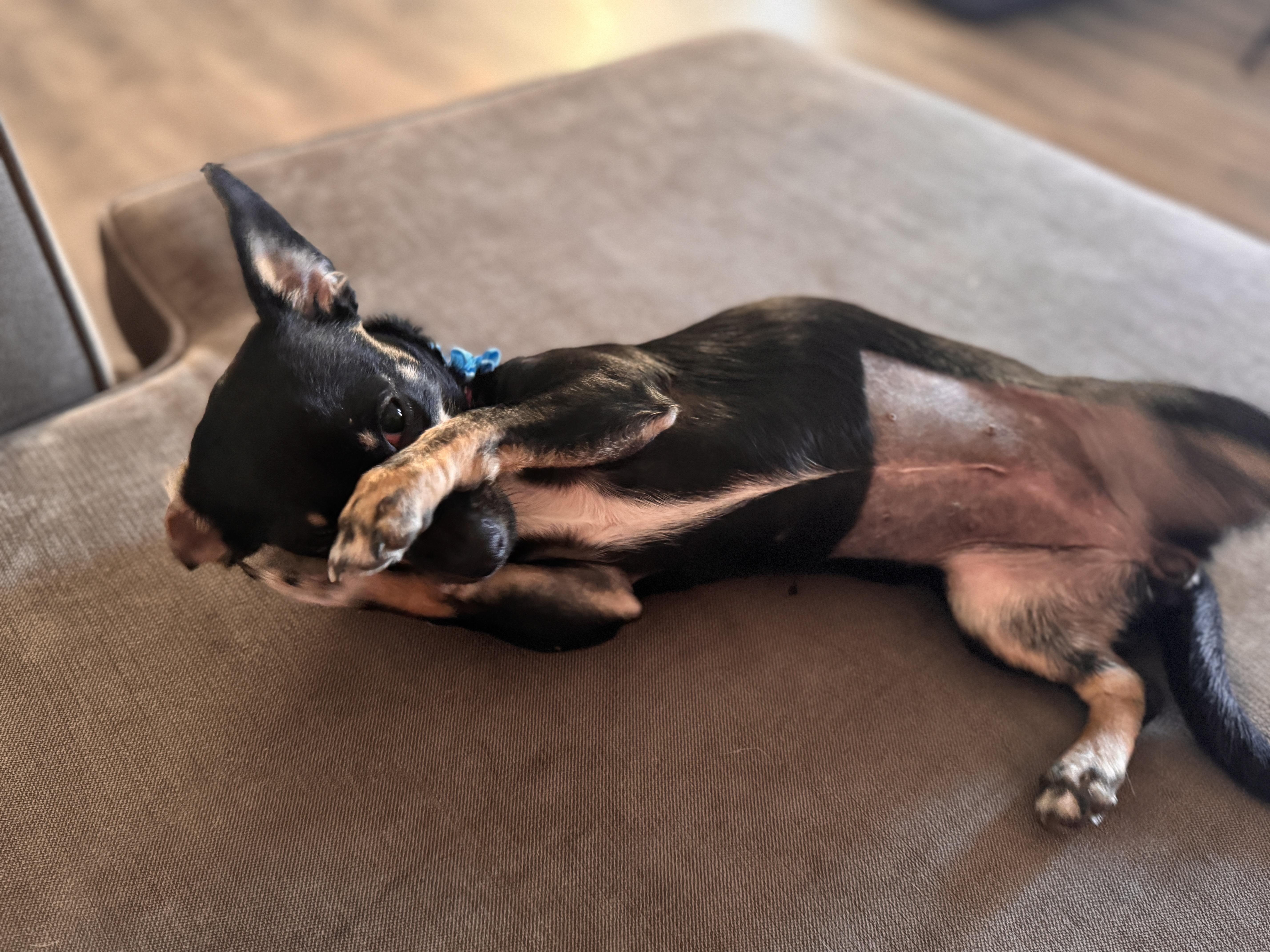 Enlarge Tallula, a Adopted mixed breed in Anna, TX image 5/6