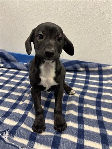 Enlarge WANDA, a Adoptable mixed breed in Panama City, FL image 1/1