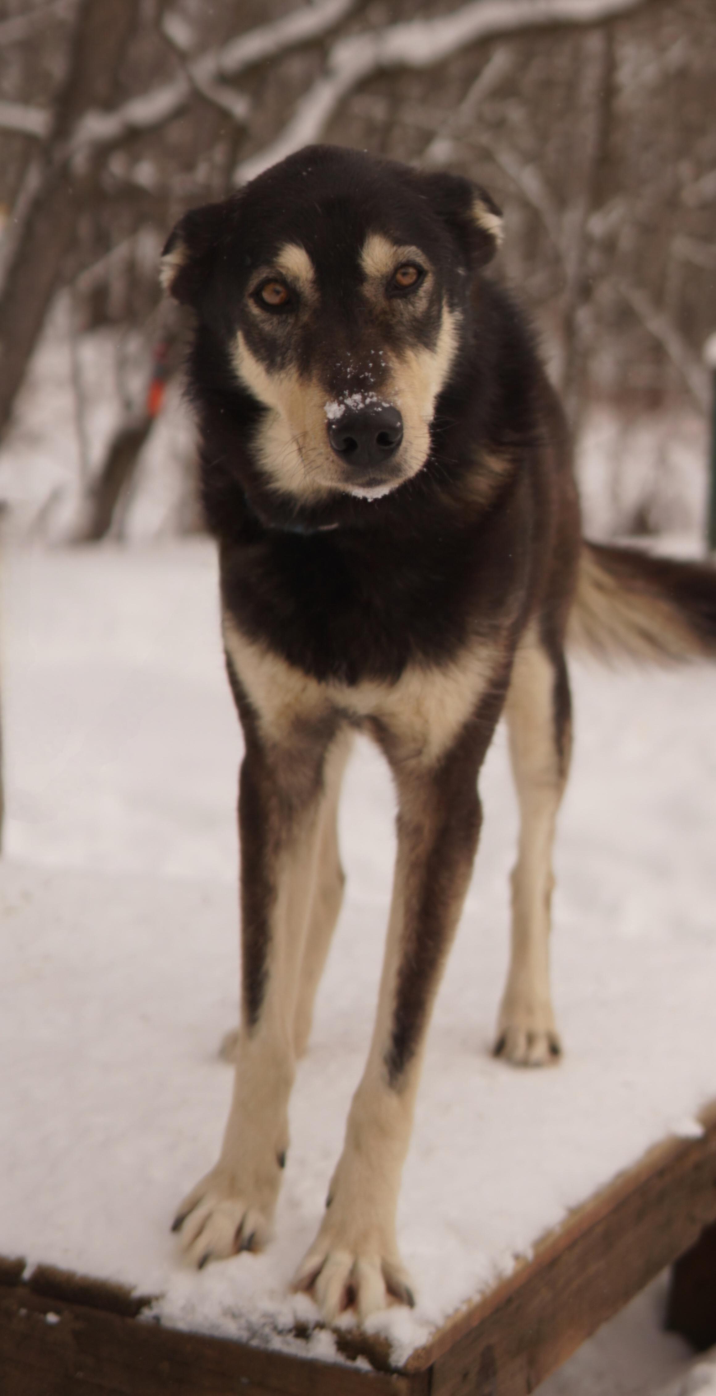 Enlarge Crunch, a ADOPTABLE Husky in Jefferson, NH image 2/2