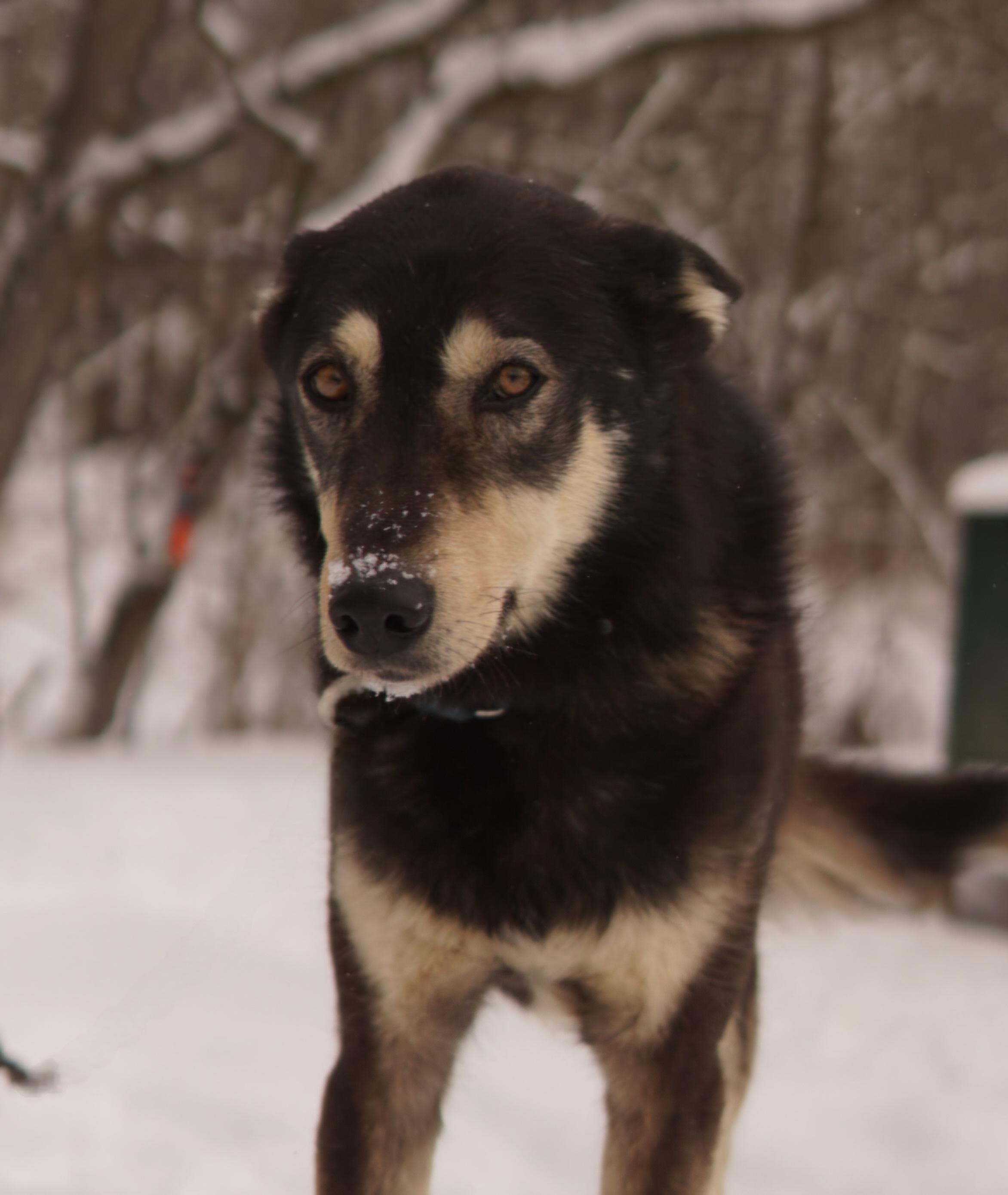 Crunch, ADOPTABLE, Senior Male Husky.