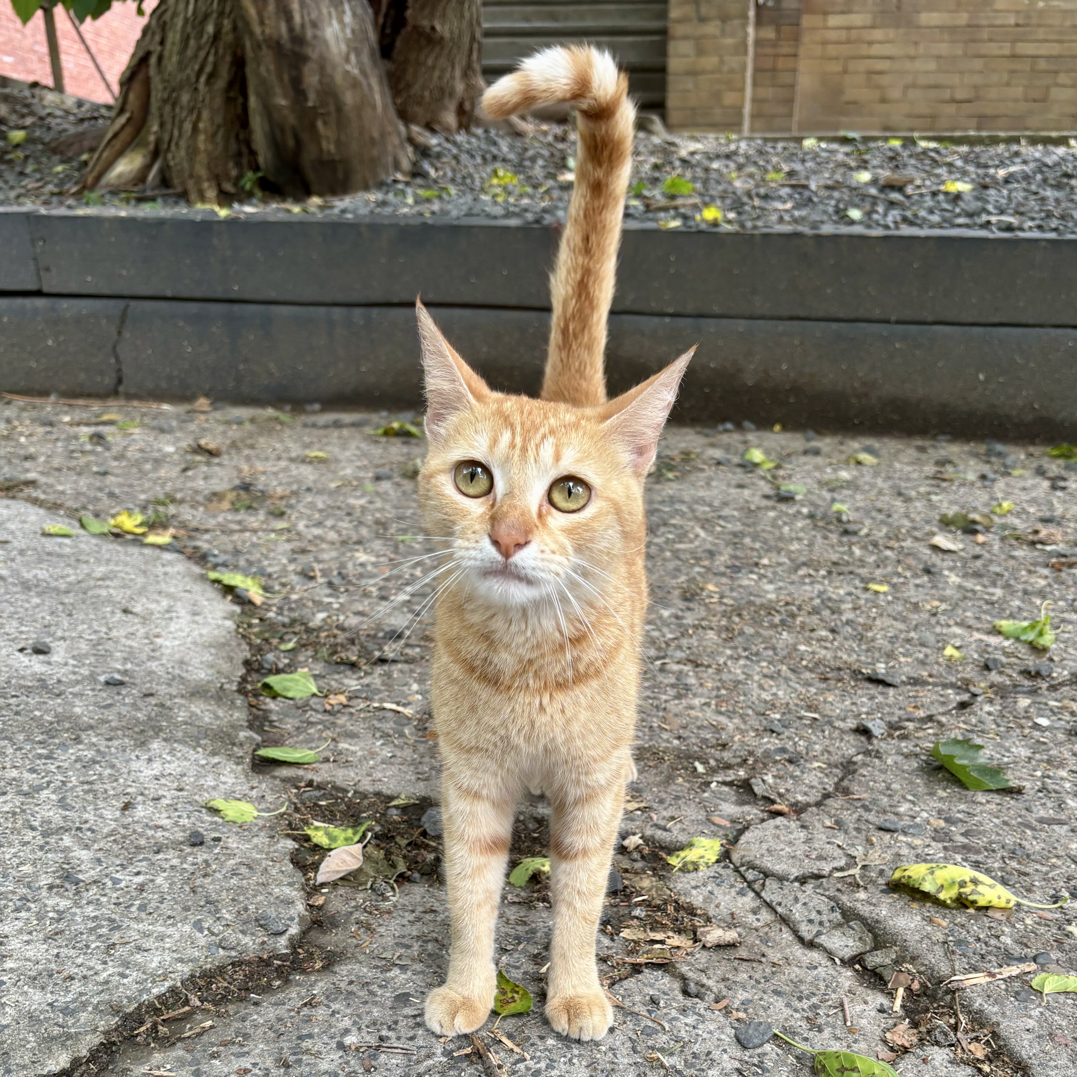 Enlarge Lucy, a Adopted Domestic Short Hair in LAKE HOPATCONG, NJ image 2/4