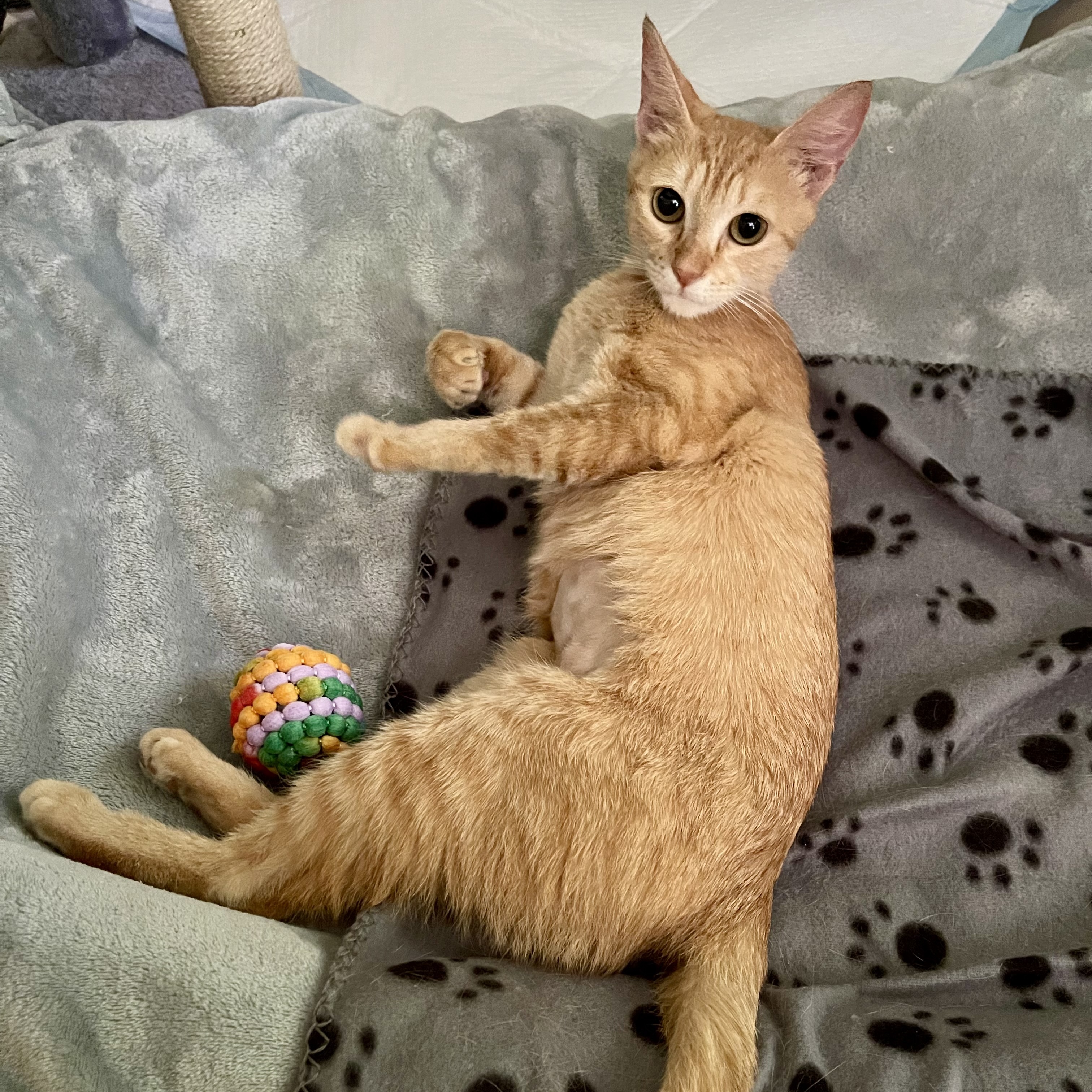 Enlarge Lucy, a Adopted Domestic Short Hair in LAKE HOPATCONG, NJ image 4/4