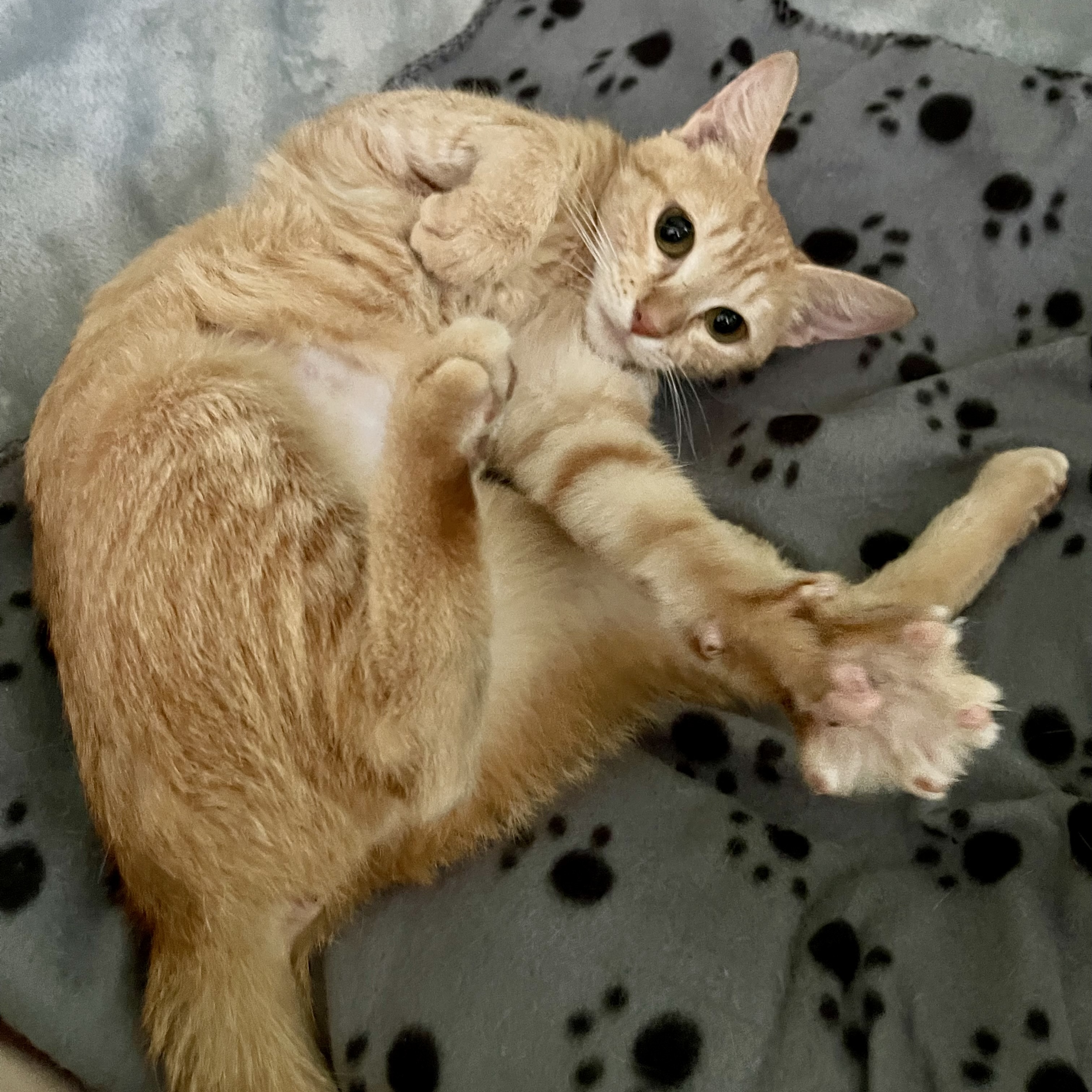 Lucy, Adopted, Young Female Domestic Short Hair.