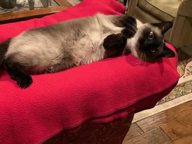 Sarah 3, Adoptable, Senior Female Siamese.