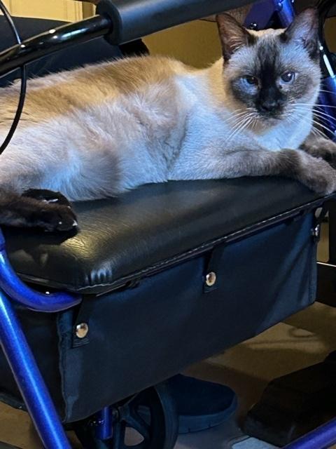 Enlarge Sarah 3, a Adoptable mixed breed in Austin, TX image 2/5