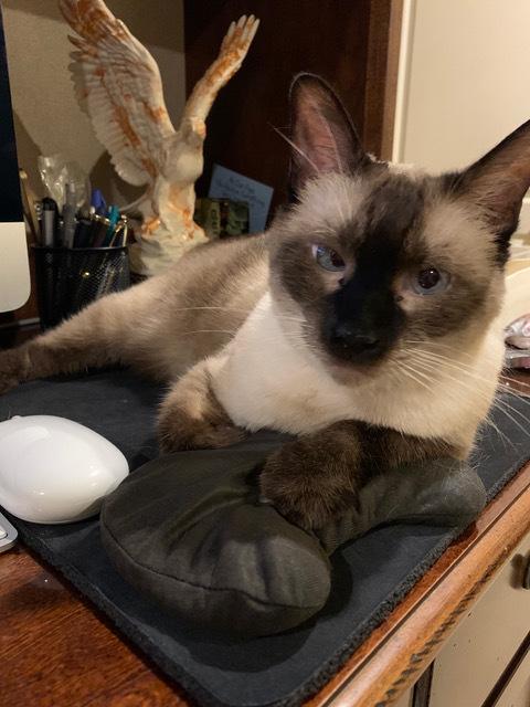 Enlarge Sarah 3, a Adoptable mixed breed in Austin, TX image 3/5