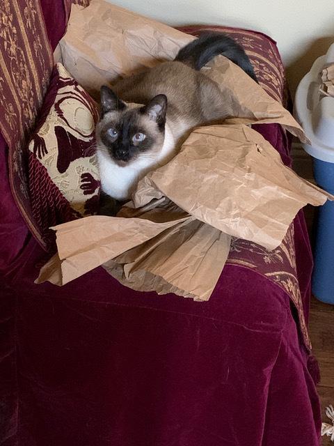 Enlarge Sarah 3, a Adoptable mixed breed in Austin, TX image 5/5