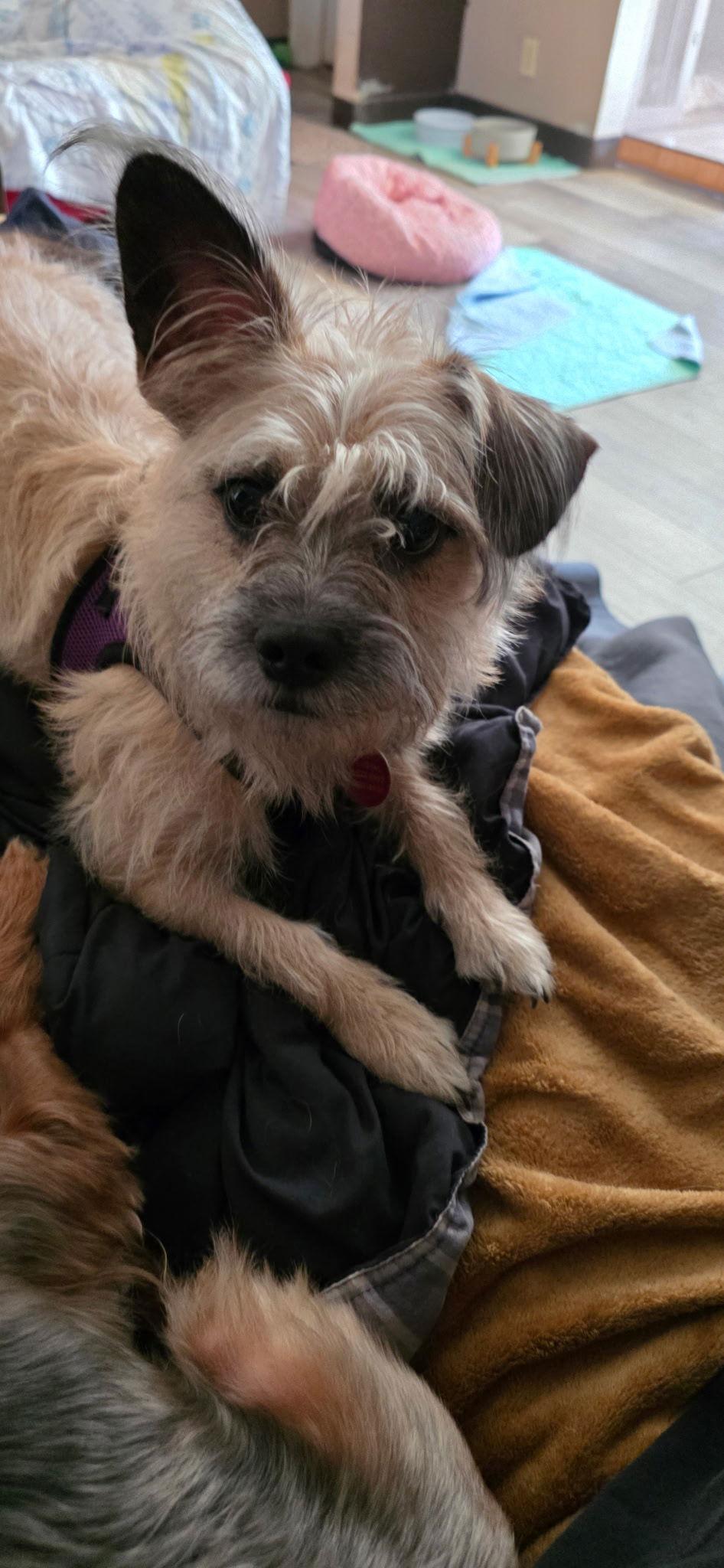 Enlarge Nugget, a Adopted mixed breed in Tenafly, NJ image 1/3