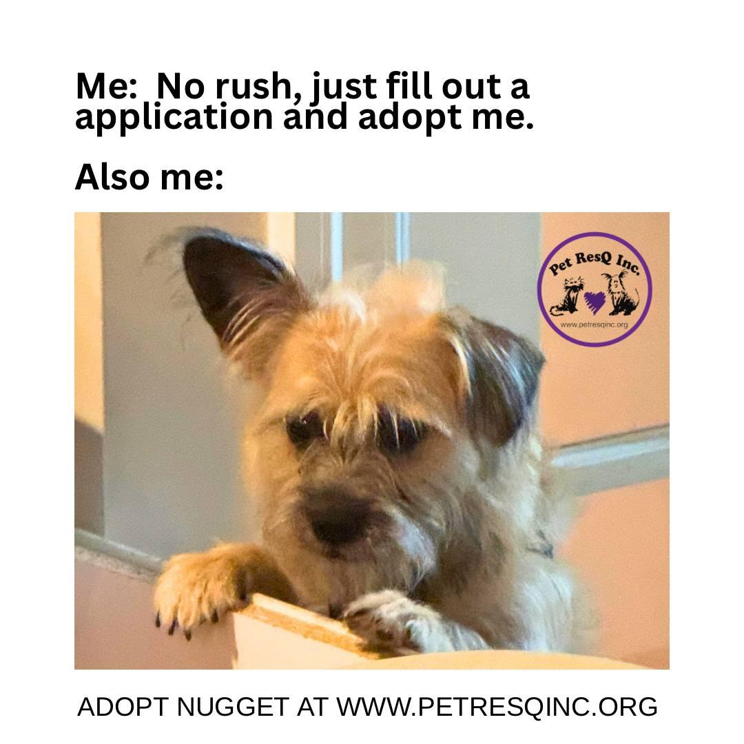 Enlarge Nugget, a Adopted mixed breed in Tenafly, NJ image 3/3