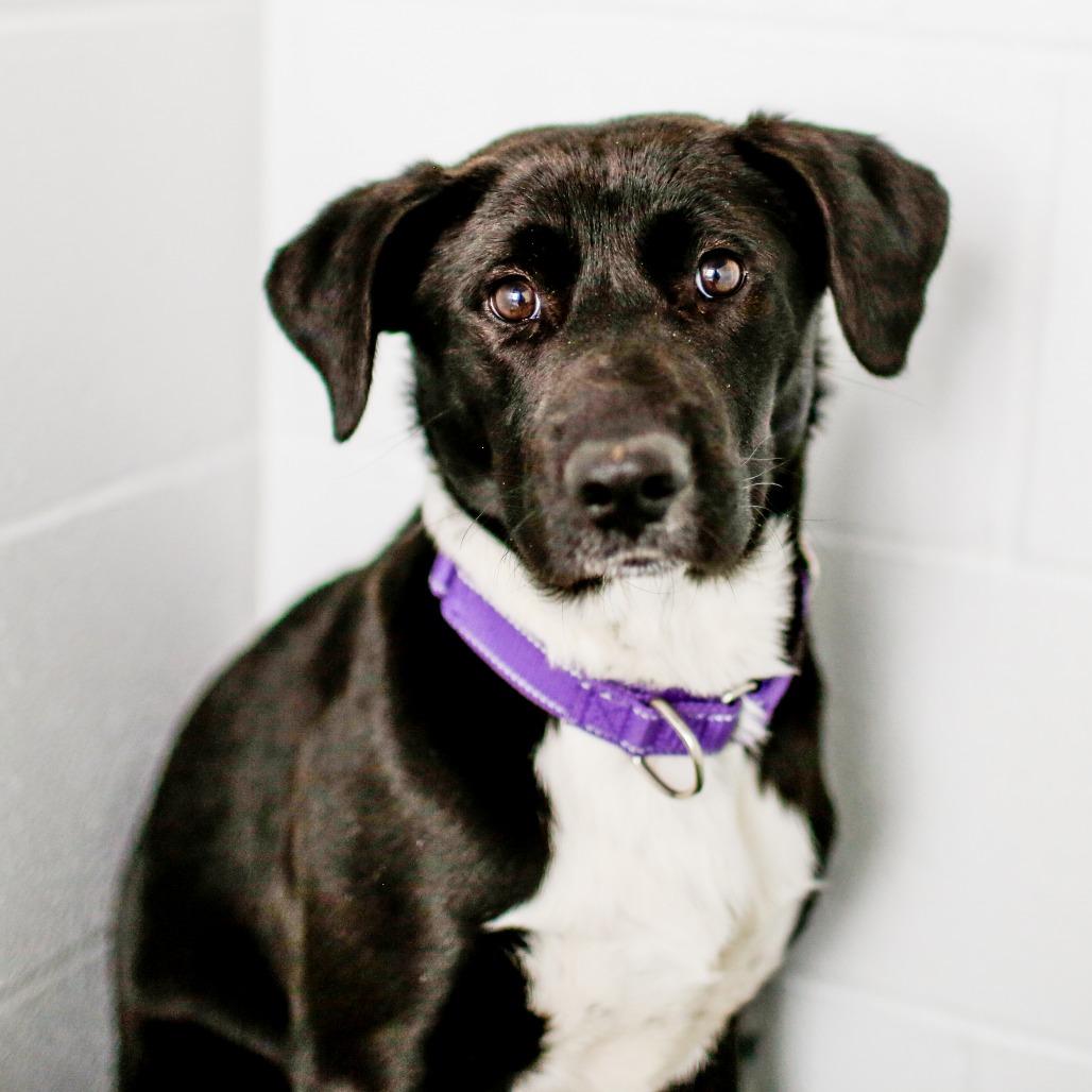 Enlarge Donte, a Adoptable Mixed Breed in Dover, NH image 1/3