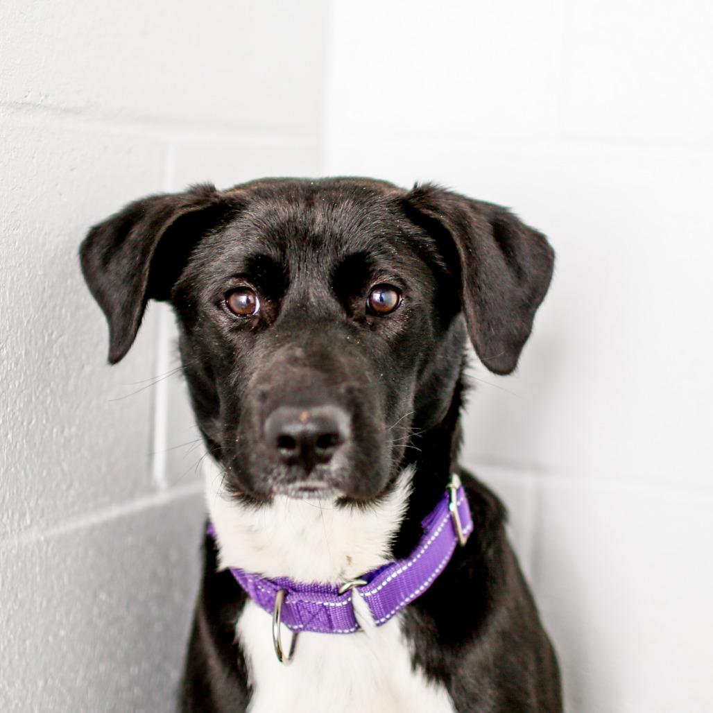 Enlarge Donte, a Adoptable Mixed Breed in Dover, NH image 2/3