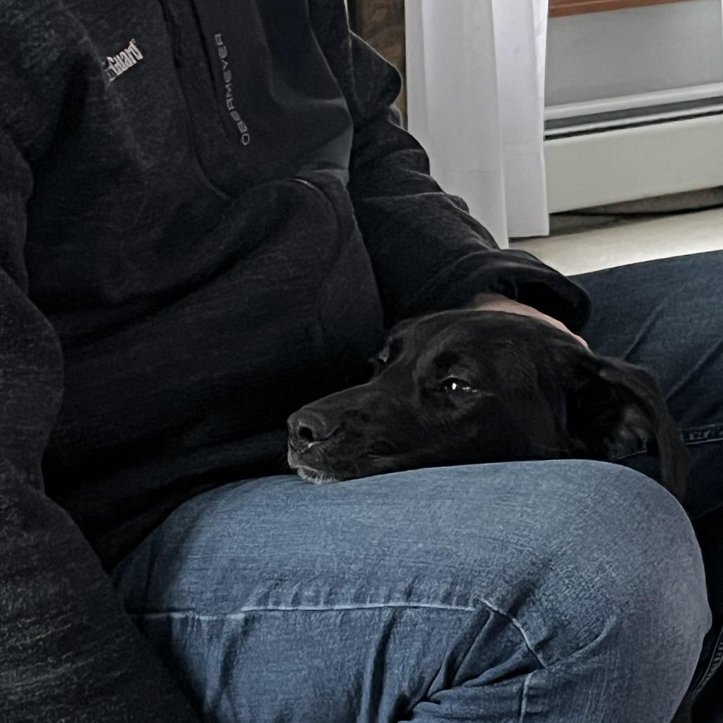 Enlarge Donte *in foster*, a Adoptable mixed breed in Dover, NH image 3/6