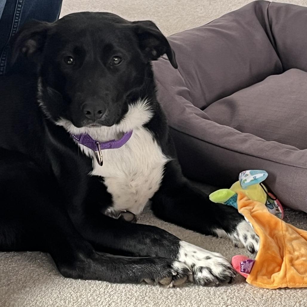 Enlarge Donte *in foster*, a Adoptable mixed breed in Dover, NH image 5/6