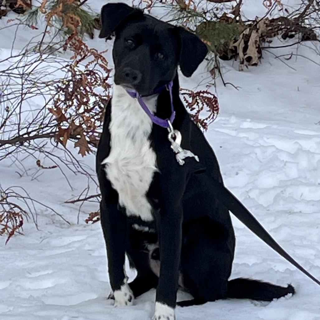 Enlarge Donte *in foster*, a Adoptable mixed breed in Dover, NH image 6/6