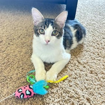 Enlarge Daze, a Adoptable mixed breed in Fort Worth, TX image 1/5