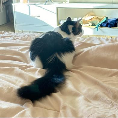 Enlarge Daze, a Adoptable mixed breed in Fort Worth, TX image 3/5