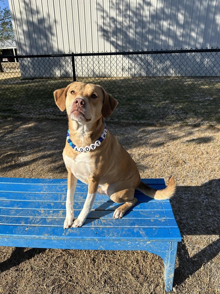 Dexter, Adoptable, Adult Male Beagle & Boxer.