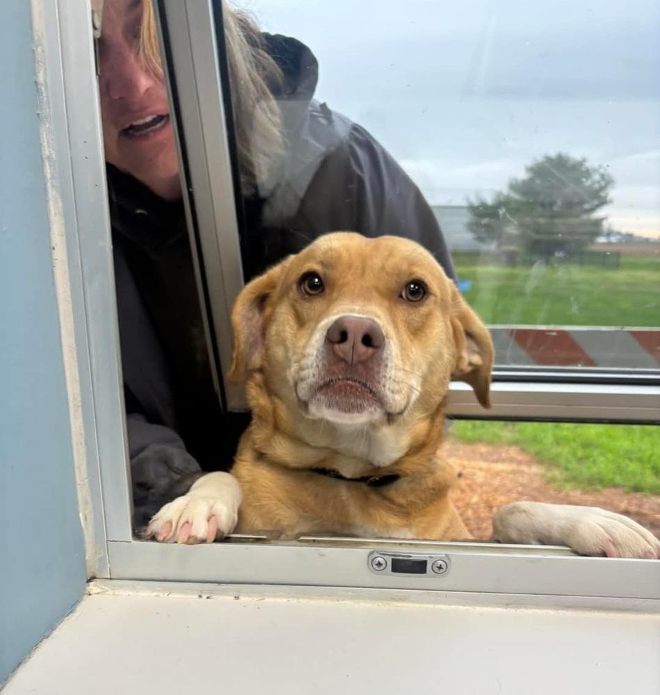 Dexter, a Adoptable mixed breed in Evansville, IN image 2/6