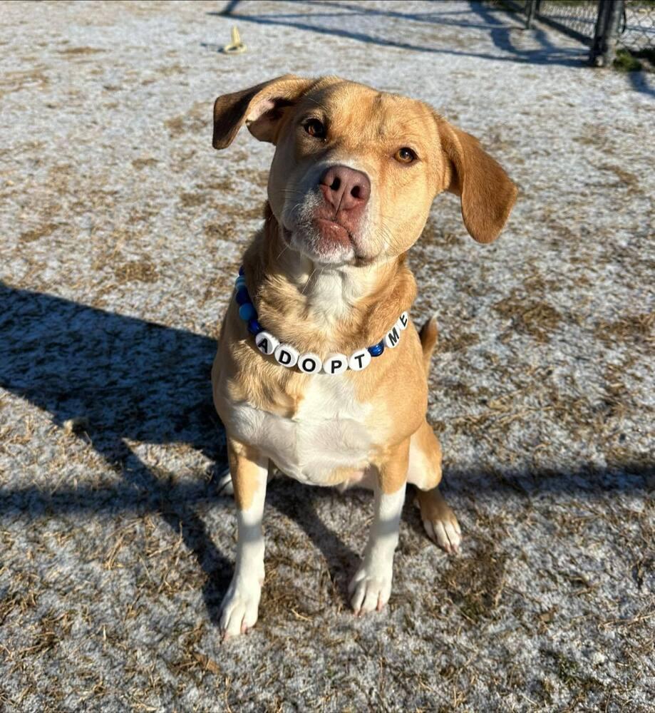 Dexter, a Adoptable mixed breed in Evansville, IN image 3/6