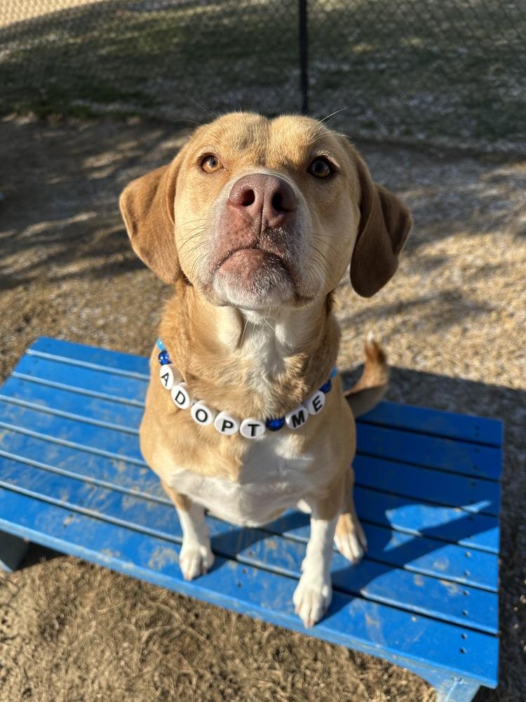 Dexter, a Adoptable mixed breed in Evansville, IN image 4/6