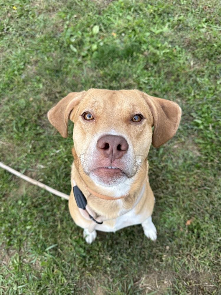 Dexter, a Adoptable mixed breed in Evansville, IN image 5/6