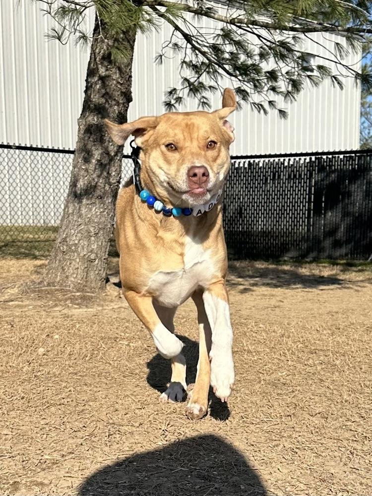 Dexter, a Adoptable mixed breed in Evansville, IN image 6/6