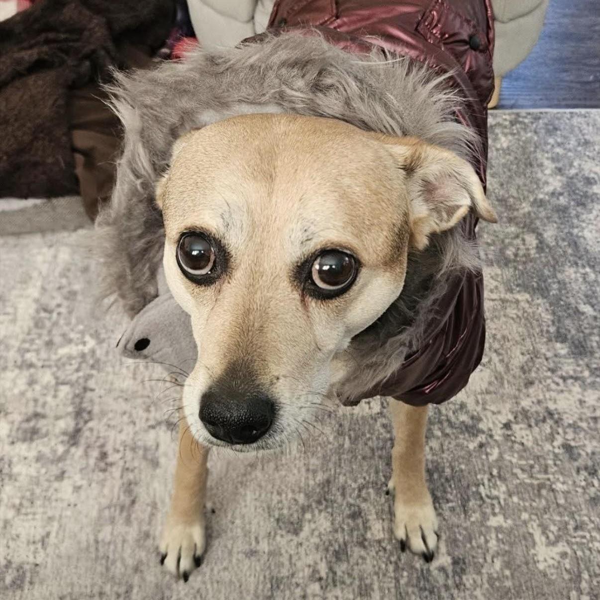 Enlarge Willa, a Adoptable mixed breed in Albany, NY image 1/6