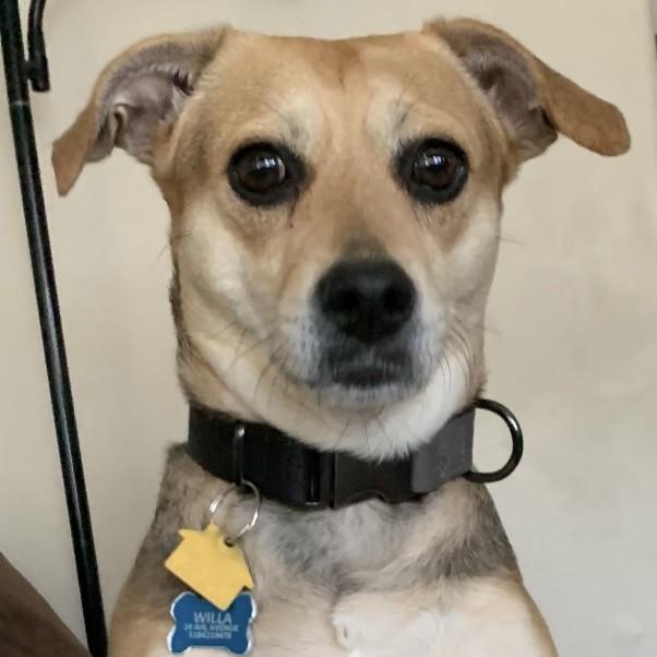 Enlarge Willa, a Adoptable mixed breed in Albany, NY image 1/6