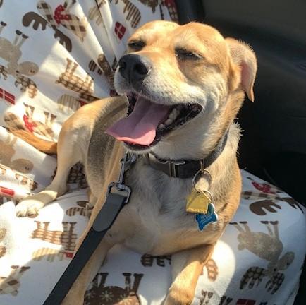 Enlarge Willa, a Adoptable mixed breed in Albany, NY image 4/6