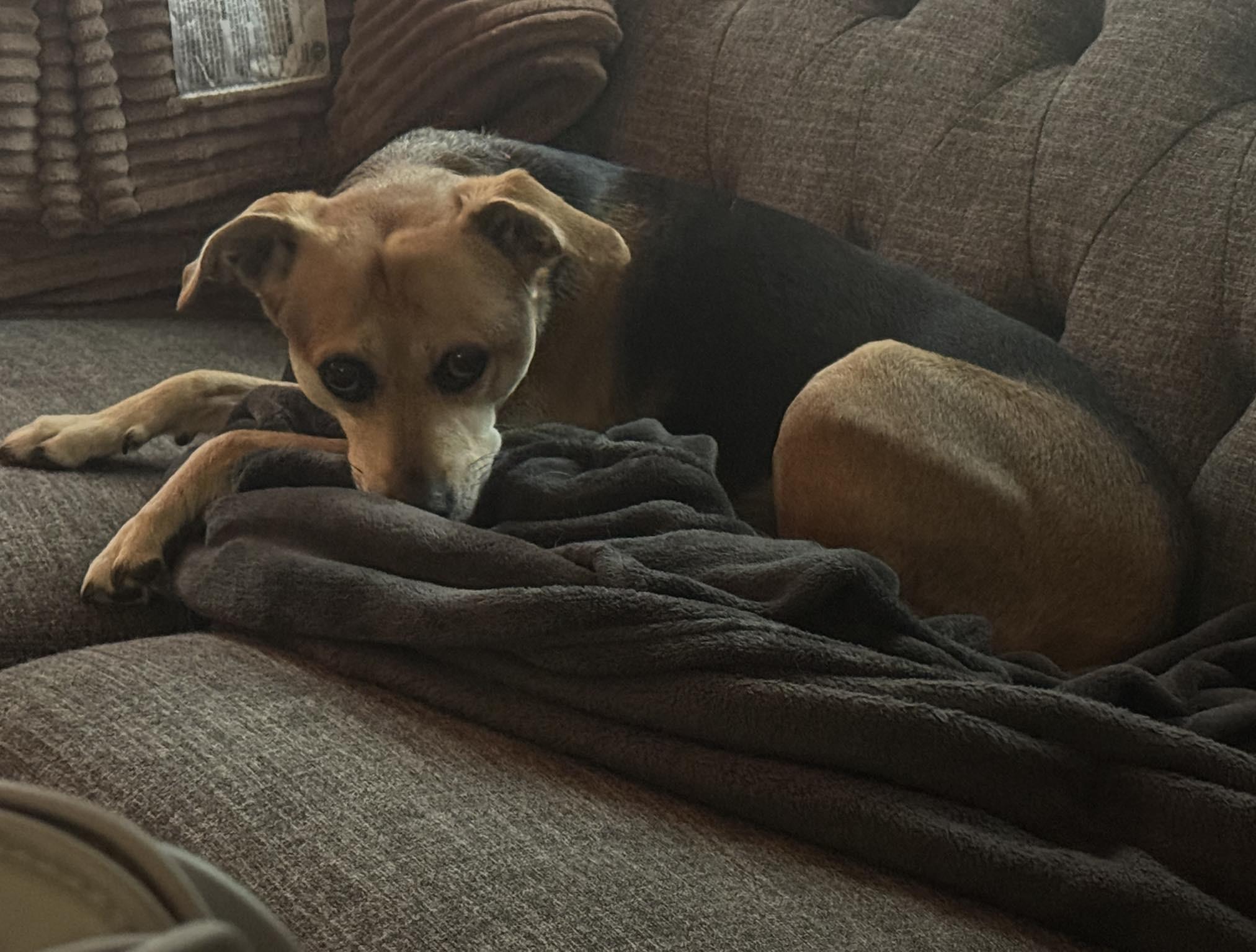 Enlarge Willa, a Adoptable mixed breed in Albany, NY image 3/6