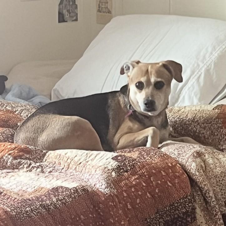 Enlarge Willa, a Adoptable mixed breed in Albany, NY image 6/6