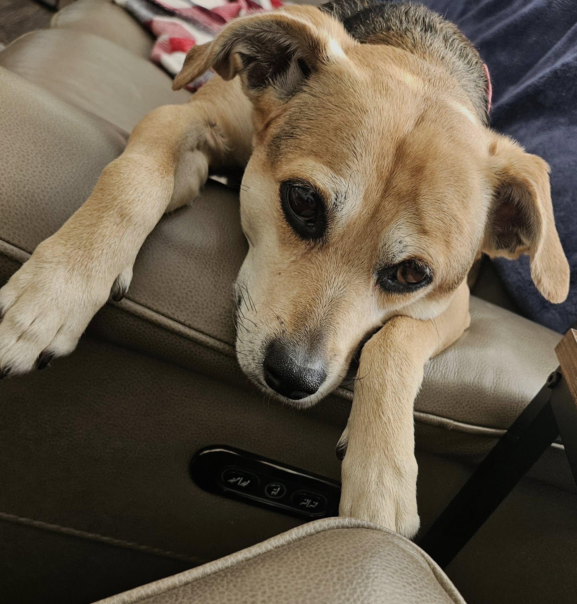 Enlarge Willa, a Adoptable mixed breed in Albany, NY image 2/6