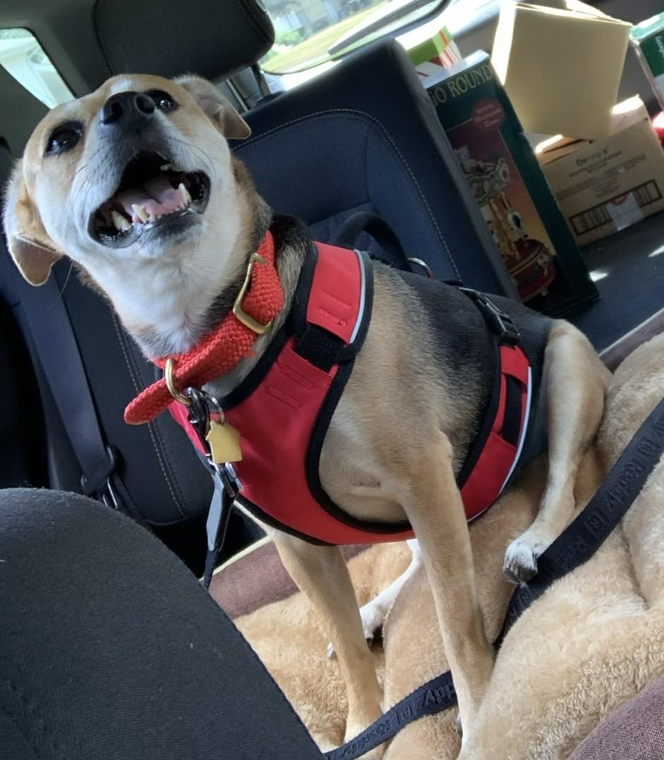 Enlarge Willa, a Adoptable mixed breed in Albany, NY image 5/6