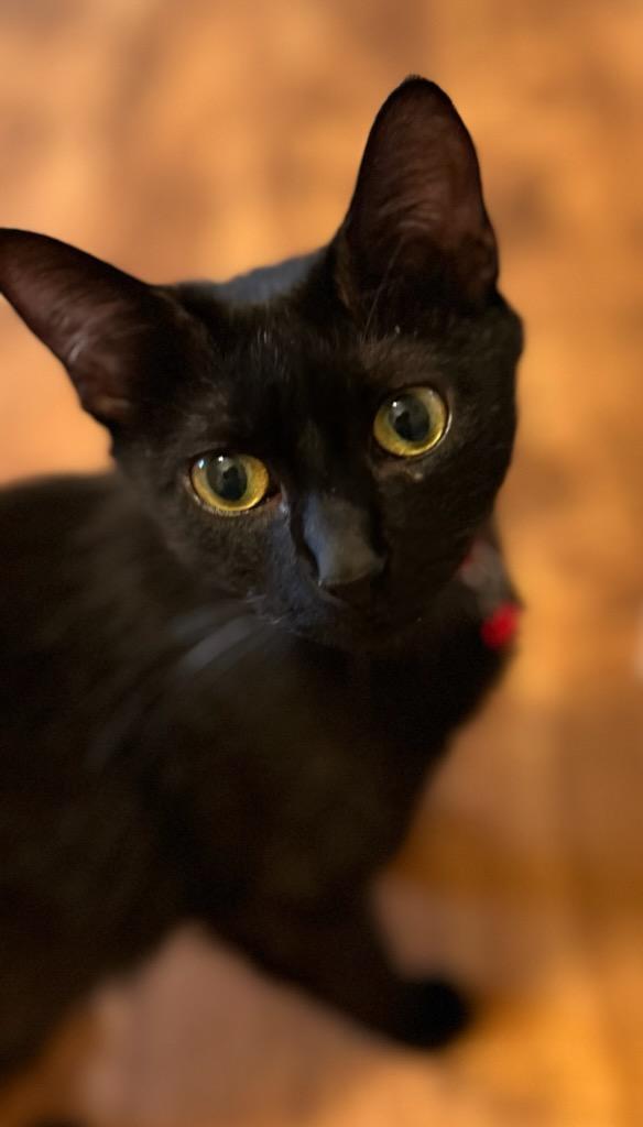 Zuri