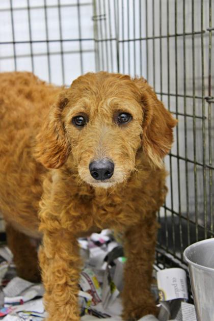 Evita, a Adoptable mixed breed in Morton Grove, IL image 1/2