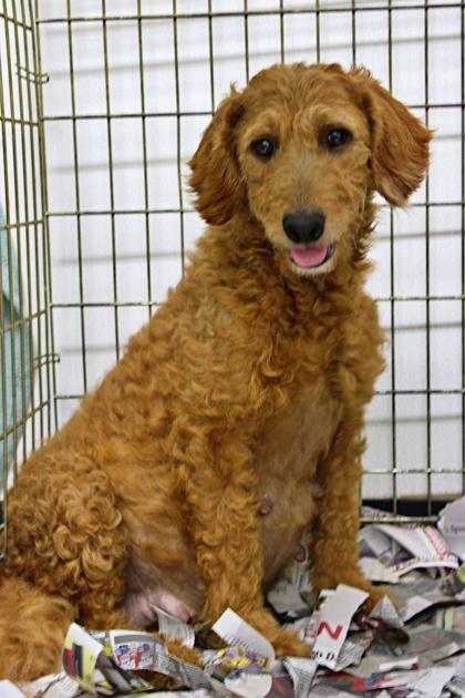 Evita, a Adoptable mixed breed in Morton Grove, IL image 2/2